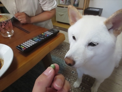 白柴『きなこ』のお気楽ブログ