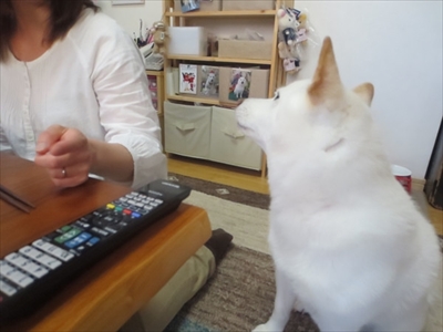 白柴『きなこ』のお気楽ブログ