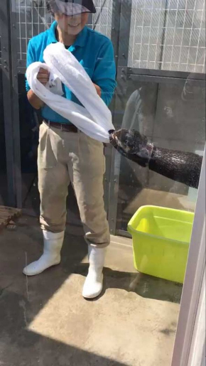 コツメカワウソ タオル 飼育員 油壺マリンパーク