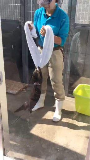 コツメカワウソ タオル 飼育員 油壺マリンパーク
