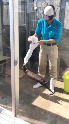 コツメカワウソ タオル 飼育員 油壺マリンパーク