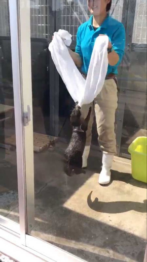 コツメカワウソ タオル 飼育員 油壺マリンパーク