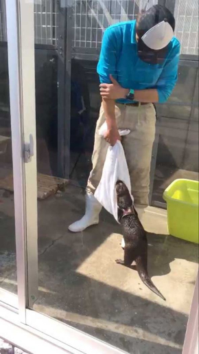 コツメカワウソ タオル 飼育員 油壺マリンパーク