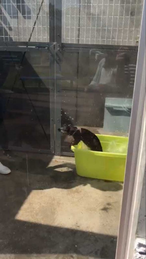 コツメカワウソ タオル 飼育員 油壺マリンパーク