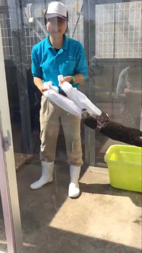 コツメカワウソ タオル 飼育員 油壺マリンパーク