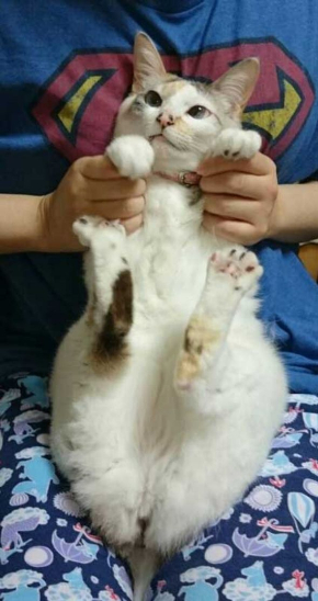 爪切りねこ