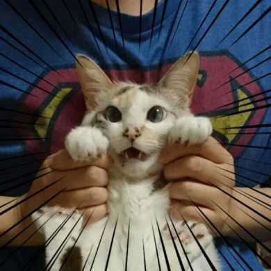 猫 爪切り びっくり 顔