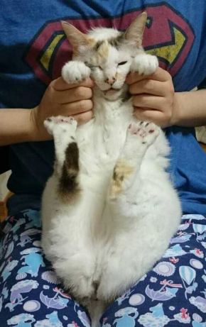 猫 爪切り びっくり 顔