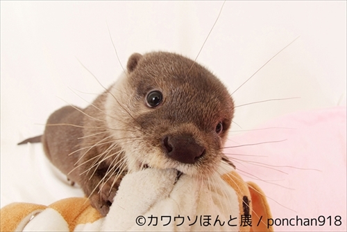 カワウソほんと展