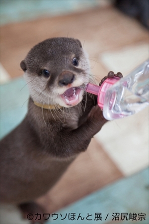 カワウソほんと展