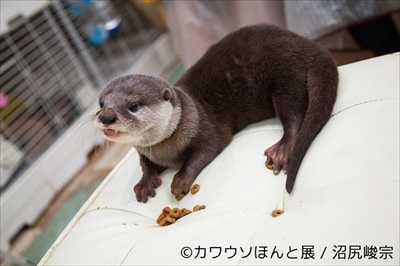 カワウソほんと展