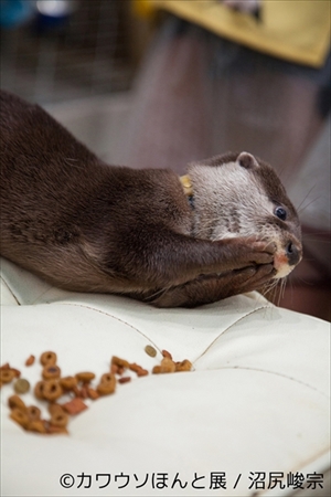 カワウソほんと展