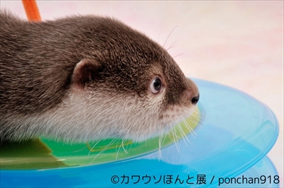カワウソほんと展