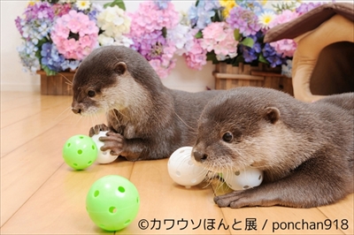 カワウソほんと展