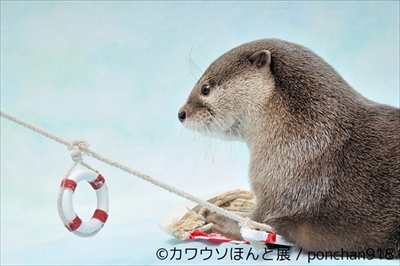 カワウソほんと展
