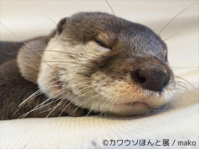 カワウソほんと展