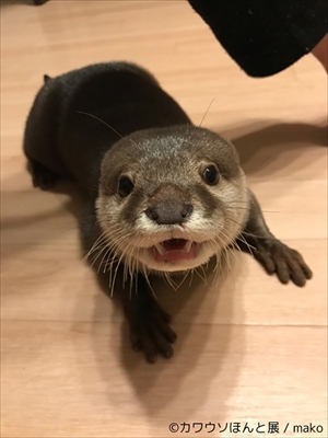 カワウソほんと展
