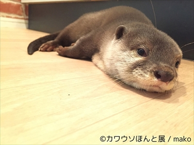カワウソほんと展