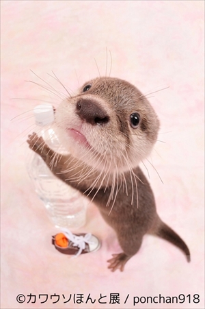 カワウソほんと展