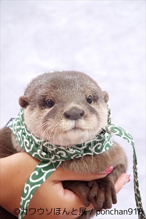 カワウソほんと展