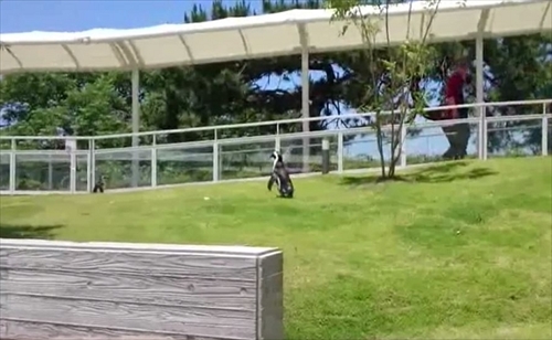 マリンワールド海の中道　ペンギン