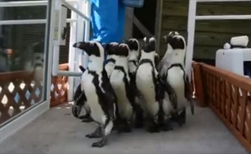 マリンワールド海の中道　ペンギン