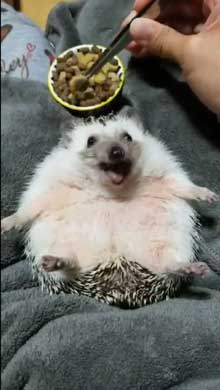 ハリネズミ ご飯 もぐもぐ 体勢