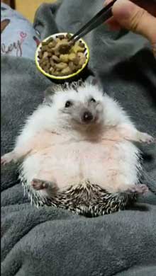 ハリネズミ ご飯 もぐもぐ 体勢