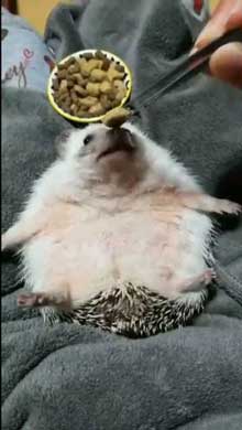 ハリネズミ ご飯 もぐもぐ 体勢