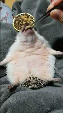 ハリネズミ ご飯 もぐもぐ 体勢