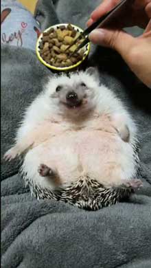 ハリネズミ ご飯 もぐもぐ 体勢