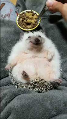 ハリネズミ ご飯 もぐもぐ 体勢