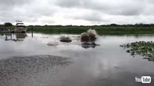 川 爆発 マナティー 動画