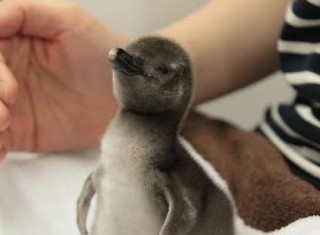 すみだ水族館マゼランペンギン