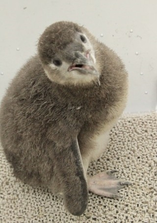 すみだ水族館マゼランペンギン