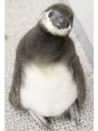 すみだ水族館マゼランペンギン