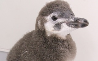 すみだ水族館マゼランペンギン