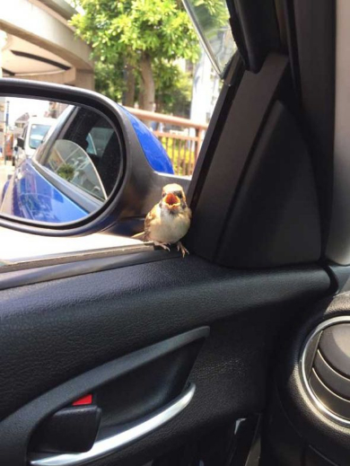 野生 ポッポ スズメ 車内