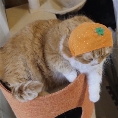 マンチカンズ　ねこフルーツちゃん