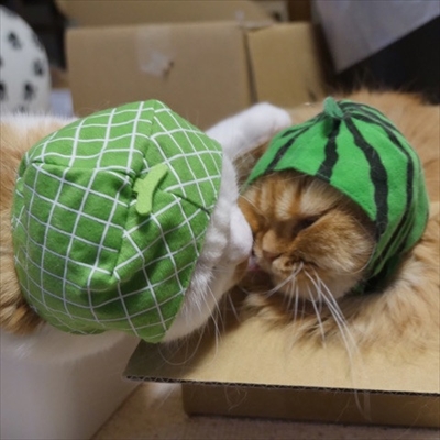 マンチカンズ　ねこフルーツちゃん