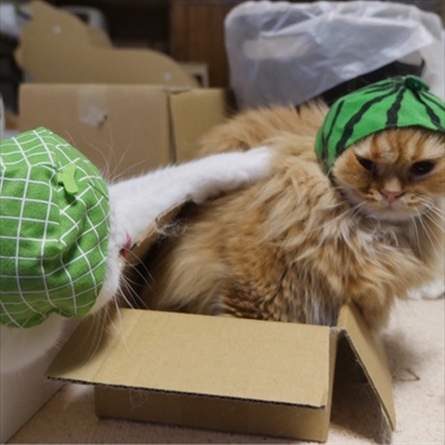 マンチカンズ　ねこフルーツちゃん