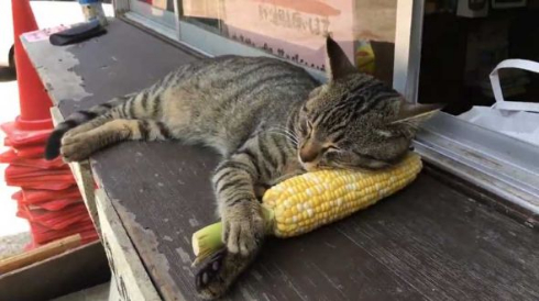 猫 とうもろこし 枕 寝る