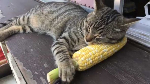 猫 とうもろこし 枕 寝る