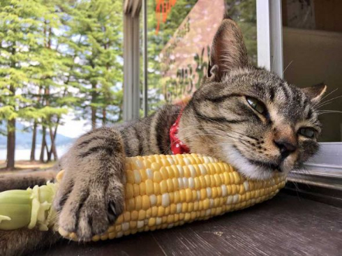 猫 とうもろこし 枕 寝る