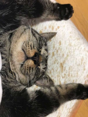 猫 朝食 目玉焼き クッション 食パン