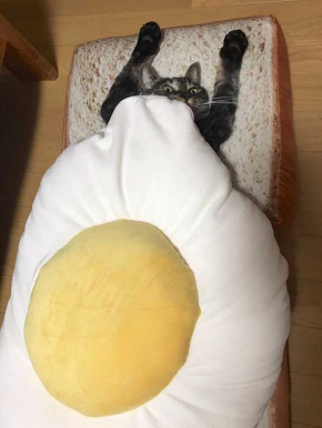 猫 朝食 目玉焼き クッション 食パン