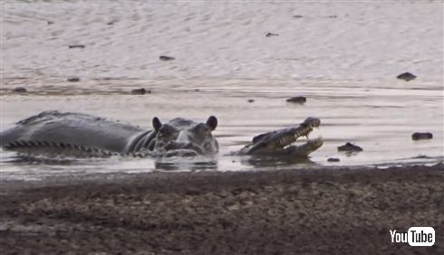 カバ「ワニさん遊ぼー！（ドドドドド）」　迷惑がるワニをよそに追いかけ続けるカバの一途さ