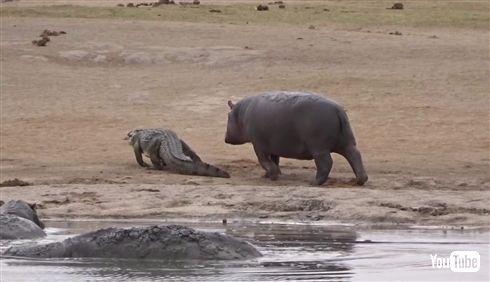 カバ「ワニさん遊ぼー！（ドドドドド）」　迷惑がるワニをよそに追いかけ続けるカバの一途さ