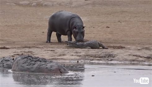 カバ「ワニさん遊ぼー！（ドドドドド）」　迷惑がるワニをよそに追いかけ続けるカバの一途さ