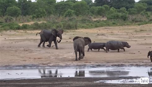 カバ「ワニさん遊ぼー！（ドドドドド）」　迷惑がるワニをよそに追いかけ続けるカバの一途さ